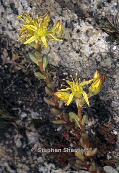 sedum lanceolatum 2 graphic